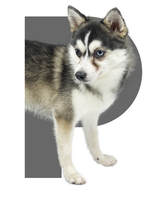 チワワ｜DOGS｜4Paws