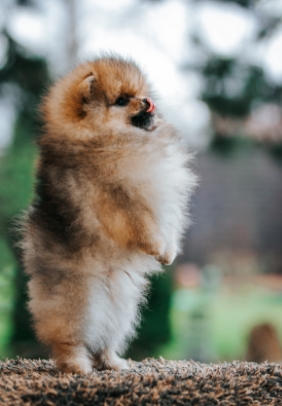 POMERANIAN