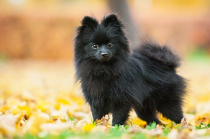 POMERANIAN