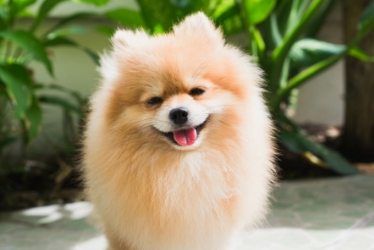 POMERANIAN