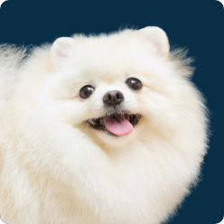 ポメラニアン｜DOGS｜4Paws