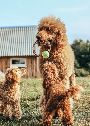 プードル｜DOGS｜4Paws