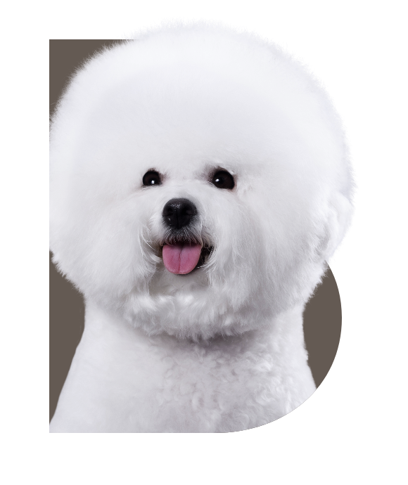 4Paws BICHON FRISE