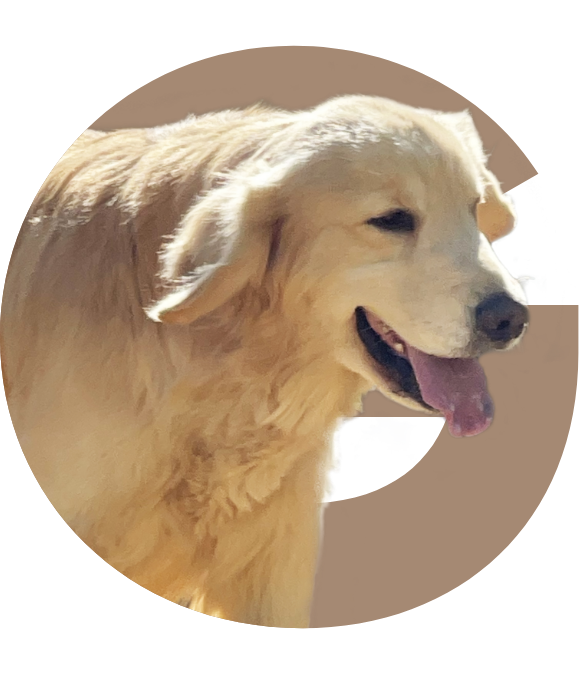 4Paws GOLDEN RETRIEVER