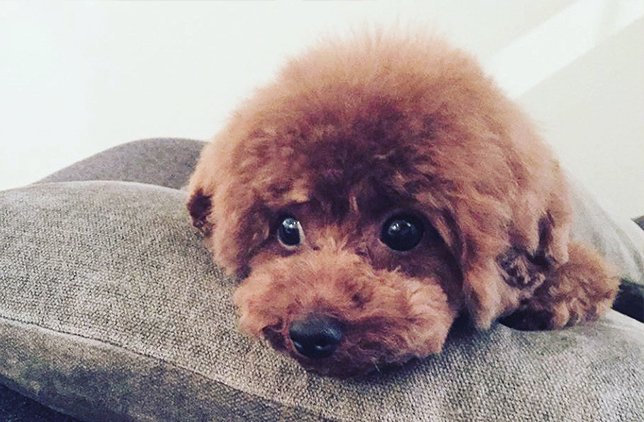 #4PAWS OFFICIAL INSTAGRAM PHOTO01