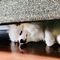 #4PAWS OFFICIAL INSTAGRAM PHOTO05