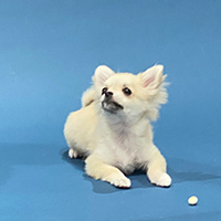 #4PAWS OFFICIAL INSTAGRAM PHOTO07