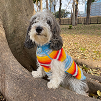 #4PAWS OFFICIAL INSTAGRAM PHOTO11