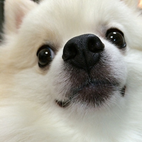 #4PAWS OFFICIAL INSTAGRAM PHOTO13