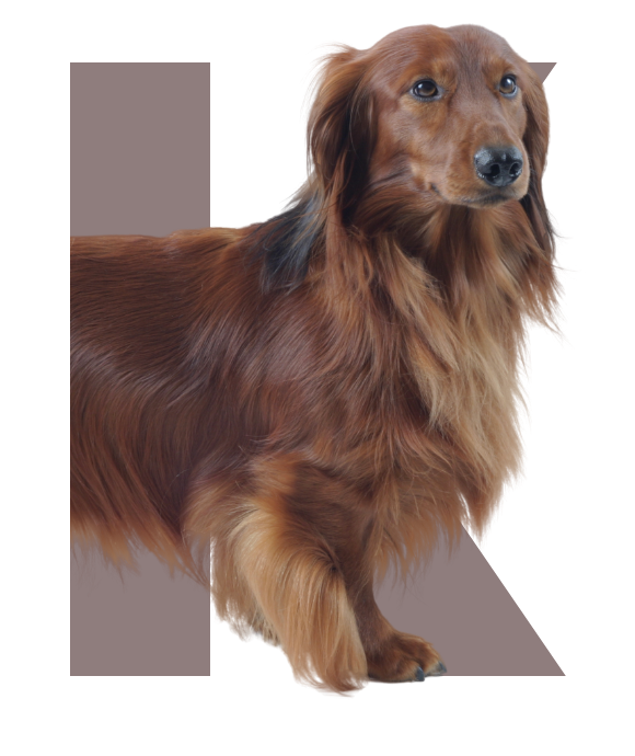 4Paws KANINCHEN DACHSHUND