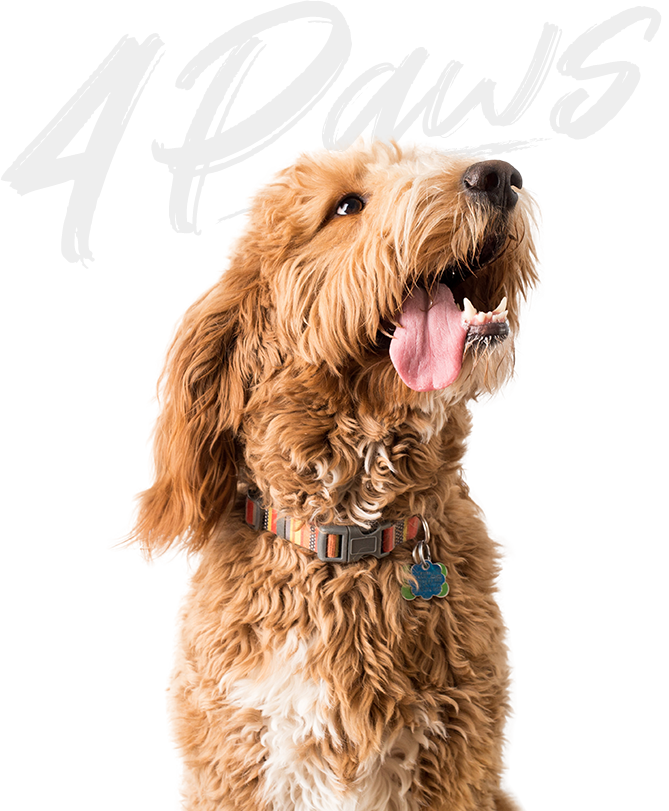 4Paws GOLDENDOODLE