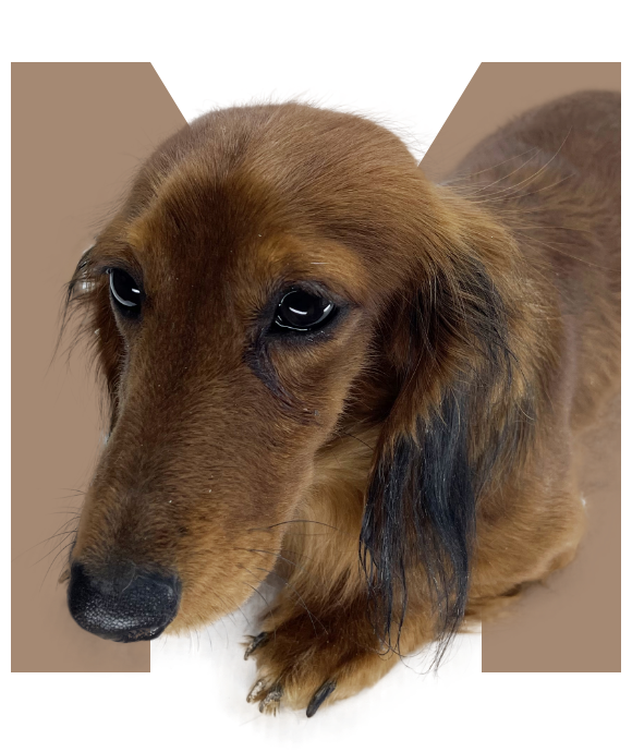 4Paws MINIATURE DACHSHUND