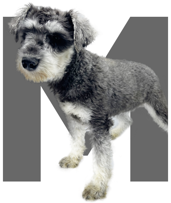 4Paws MINIATURE SCHNAUZER
