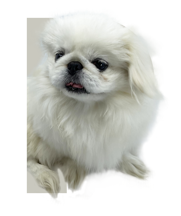 4Paws PEKINGESE