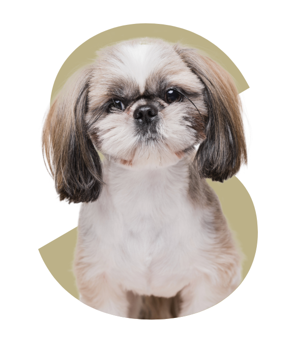 4Paws SHIH TZU
