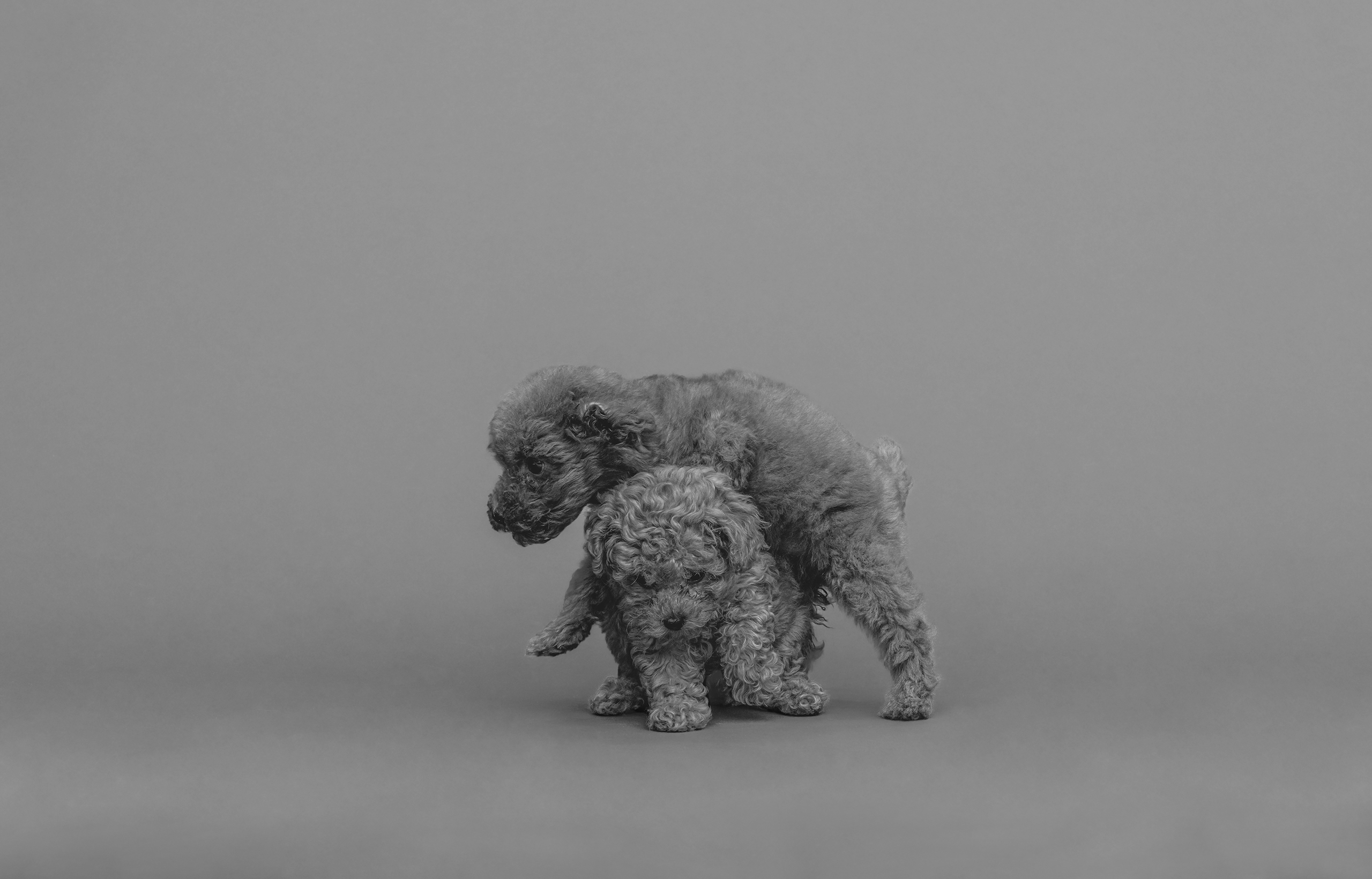 4Paws あなたの毎日に、新しい愛を。