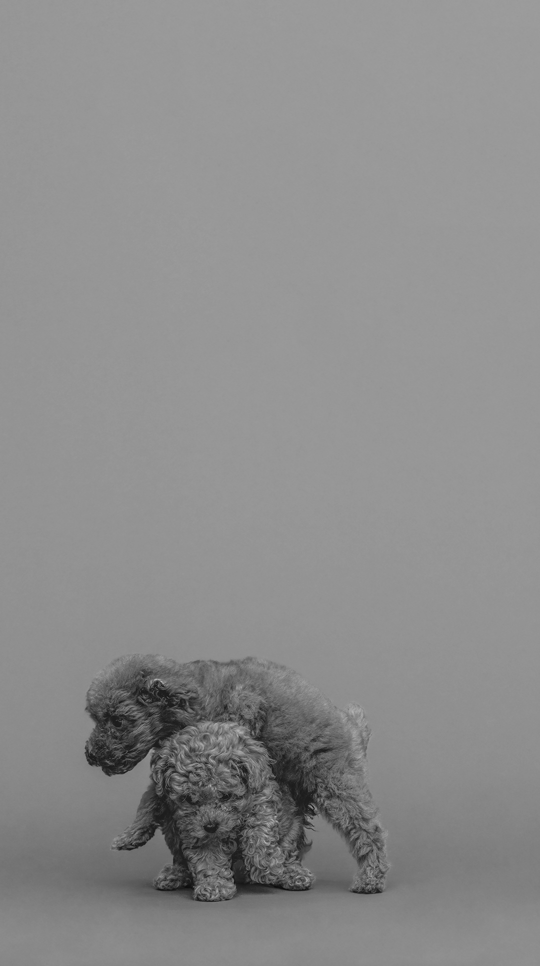 4Paws あなたの毎日に、新しい愛を。