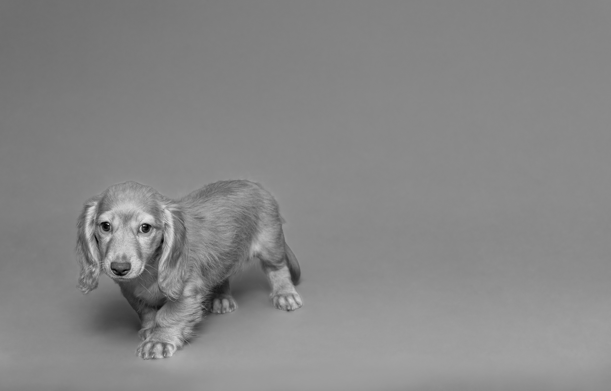 4Paws あなたの毎日に、新しい愛を。