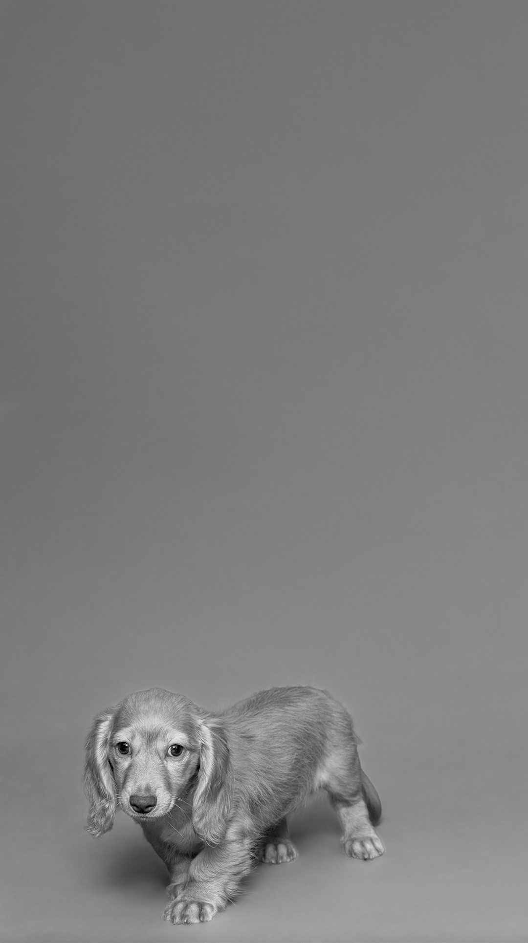 4Paws あなたの毎日に、新しい愛を。