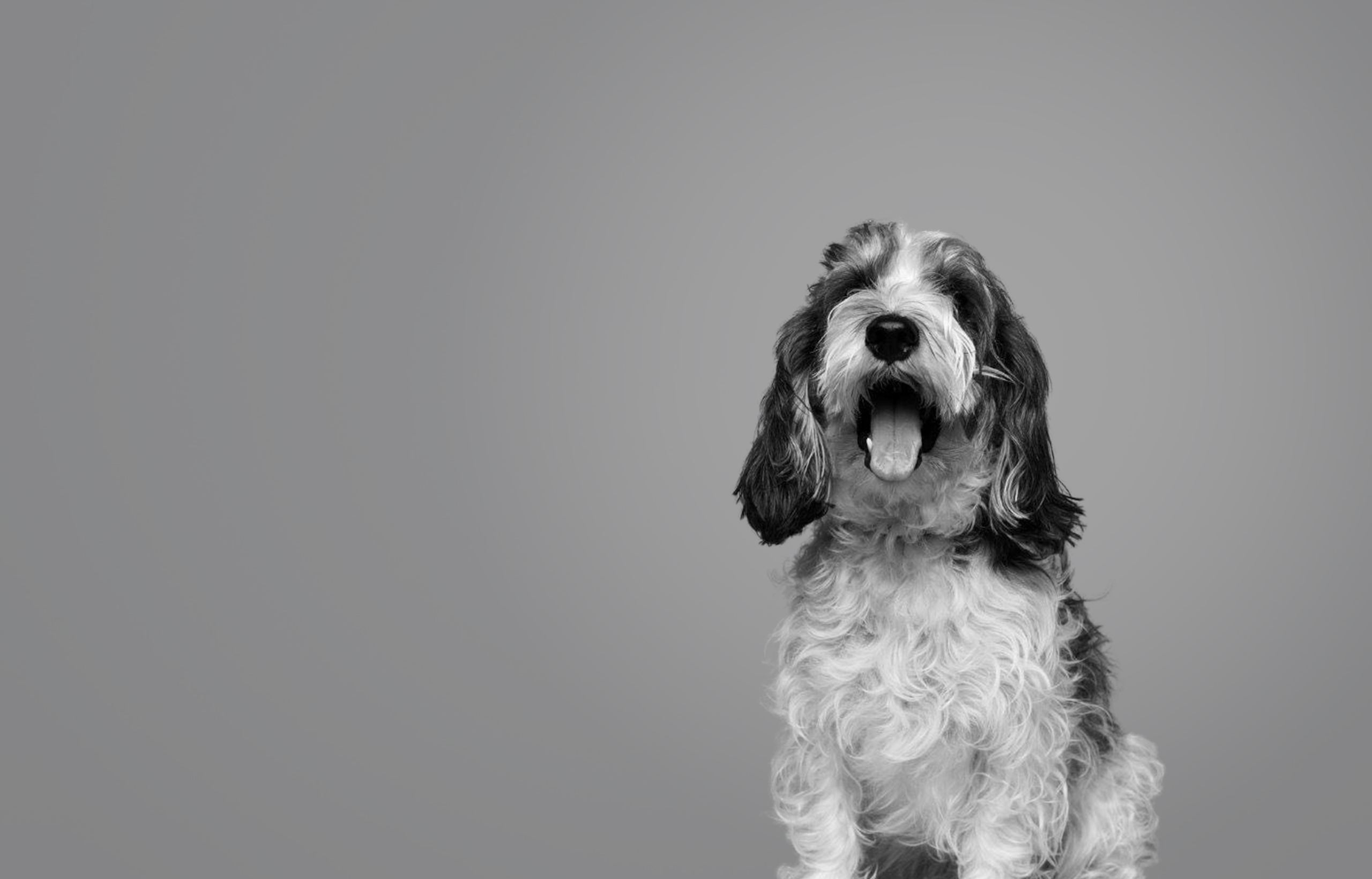 4Paws あなたの毎日に、新しい愛を。