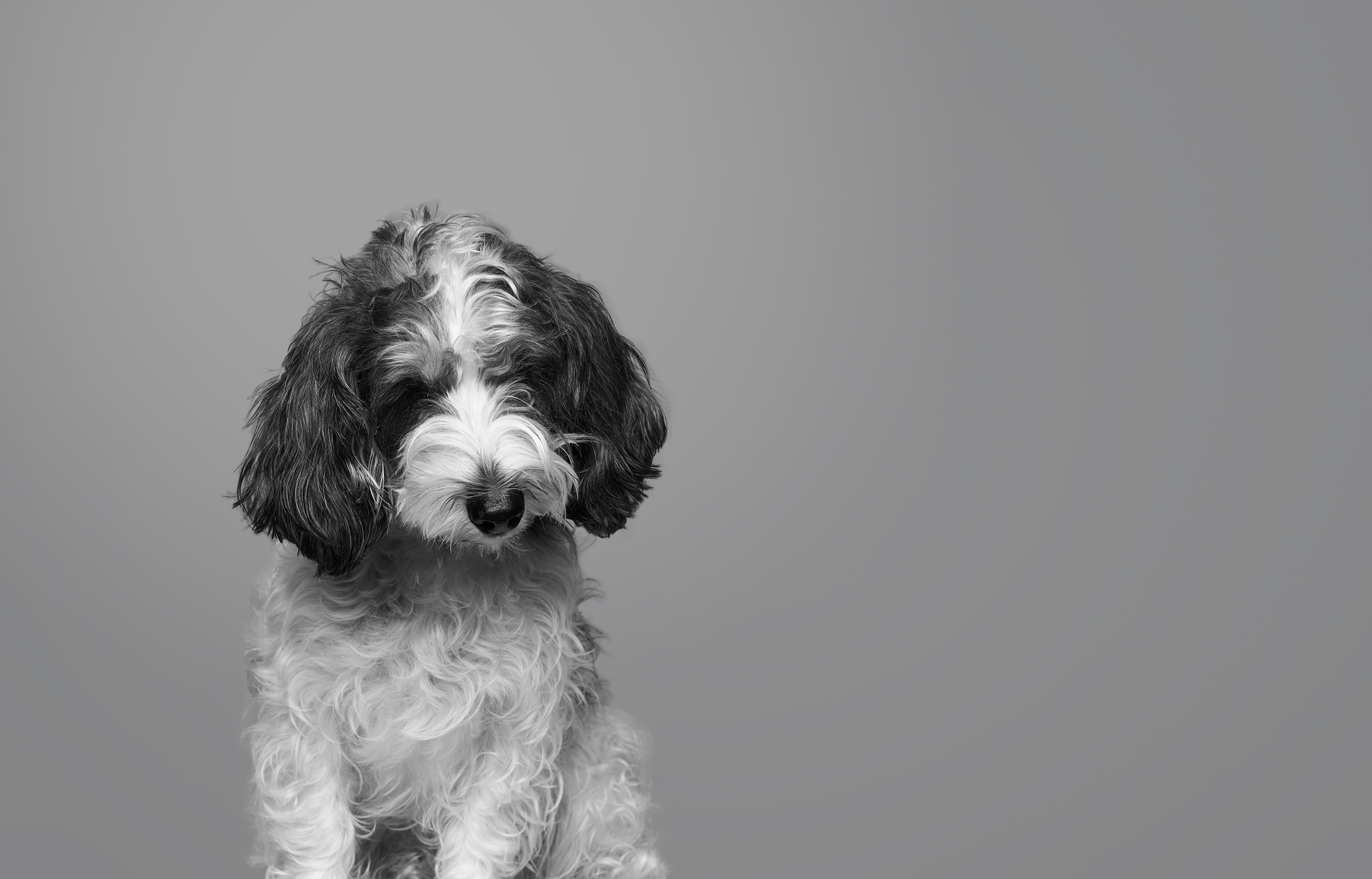 4Paws あなたの毎日に、新しい愛を。