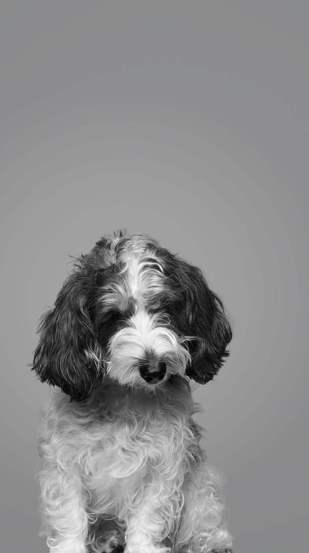 4Paws あなたの毎日に、新しい愛を。