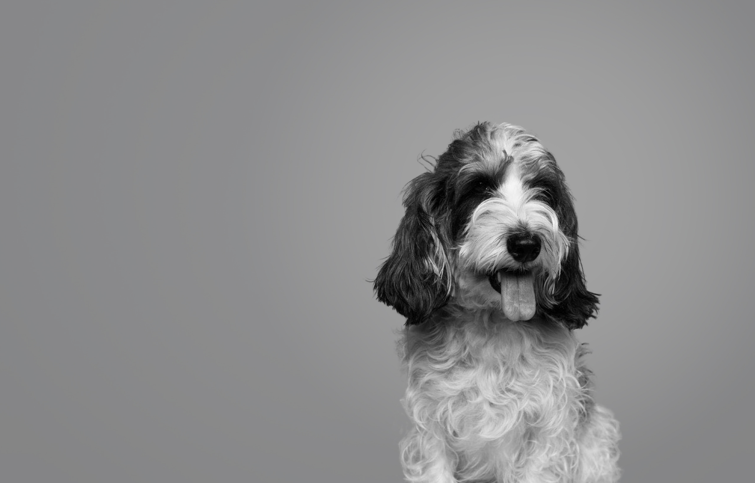 4Paws あなたの毎日に、新しい愛を。