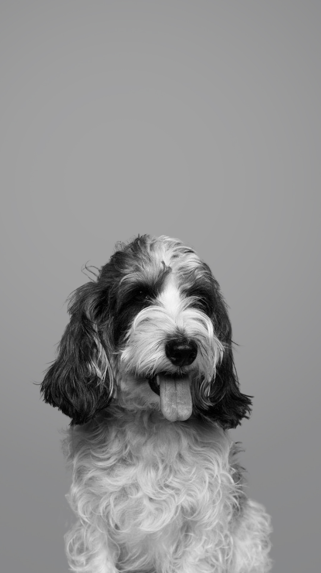 4Paws あなたの毎日に、新しい愛を。