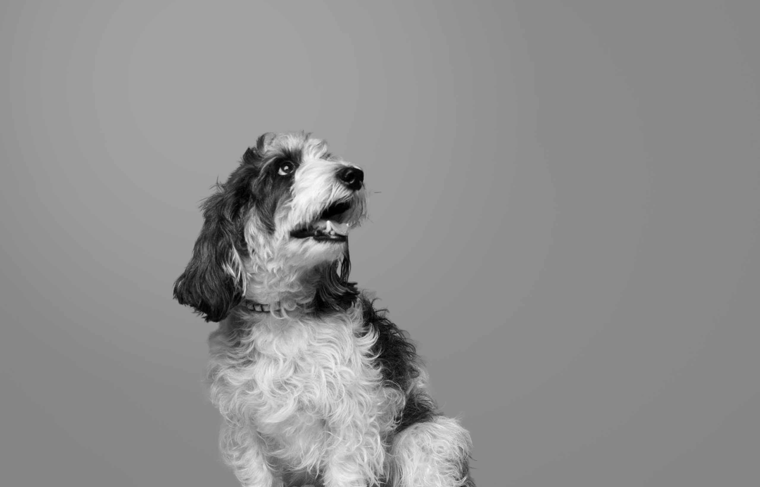 4Paws あなたの毎日に、新しい愛を。