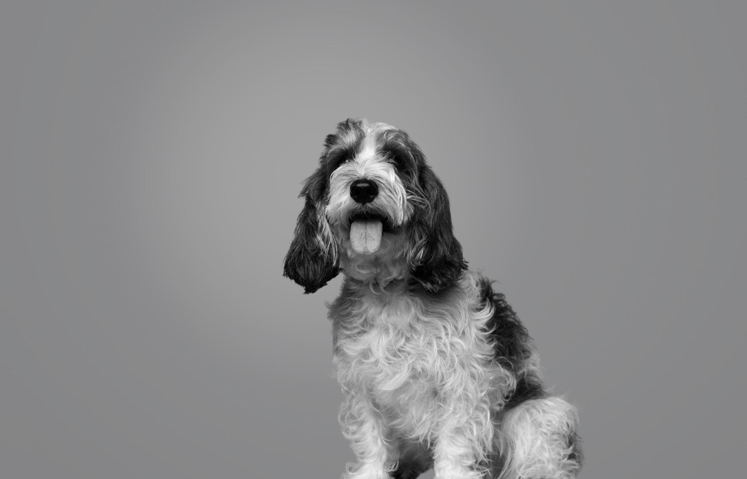 4Paws あなたの毎日に、新しい愛を。