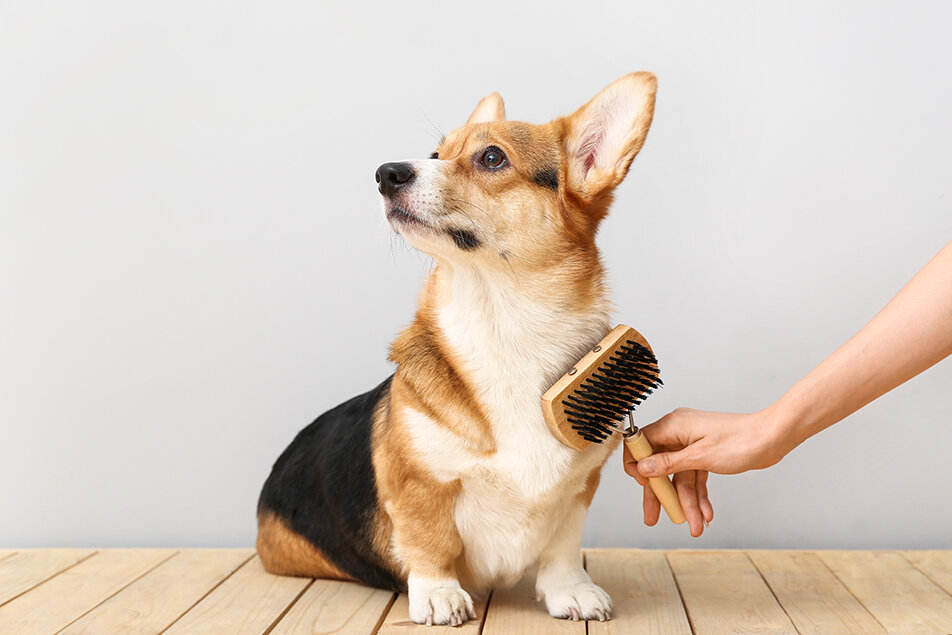 犬は8月に抜け毛が多い？室内犬の換毛期とその対策をご紹介