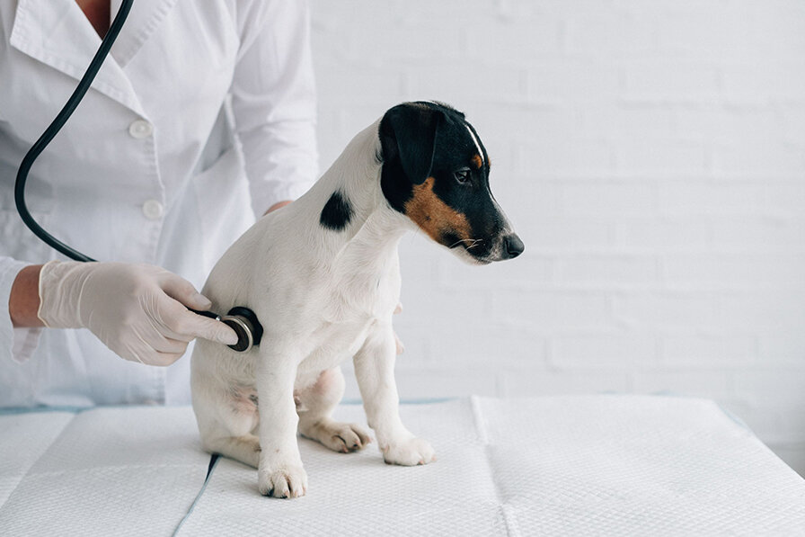 犬の健康診断ガイド：健診内容と費用と注意点