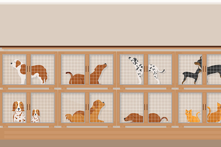 犬を家族に迎えるための選択: ペットショップかブリーダーか