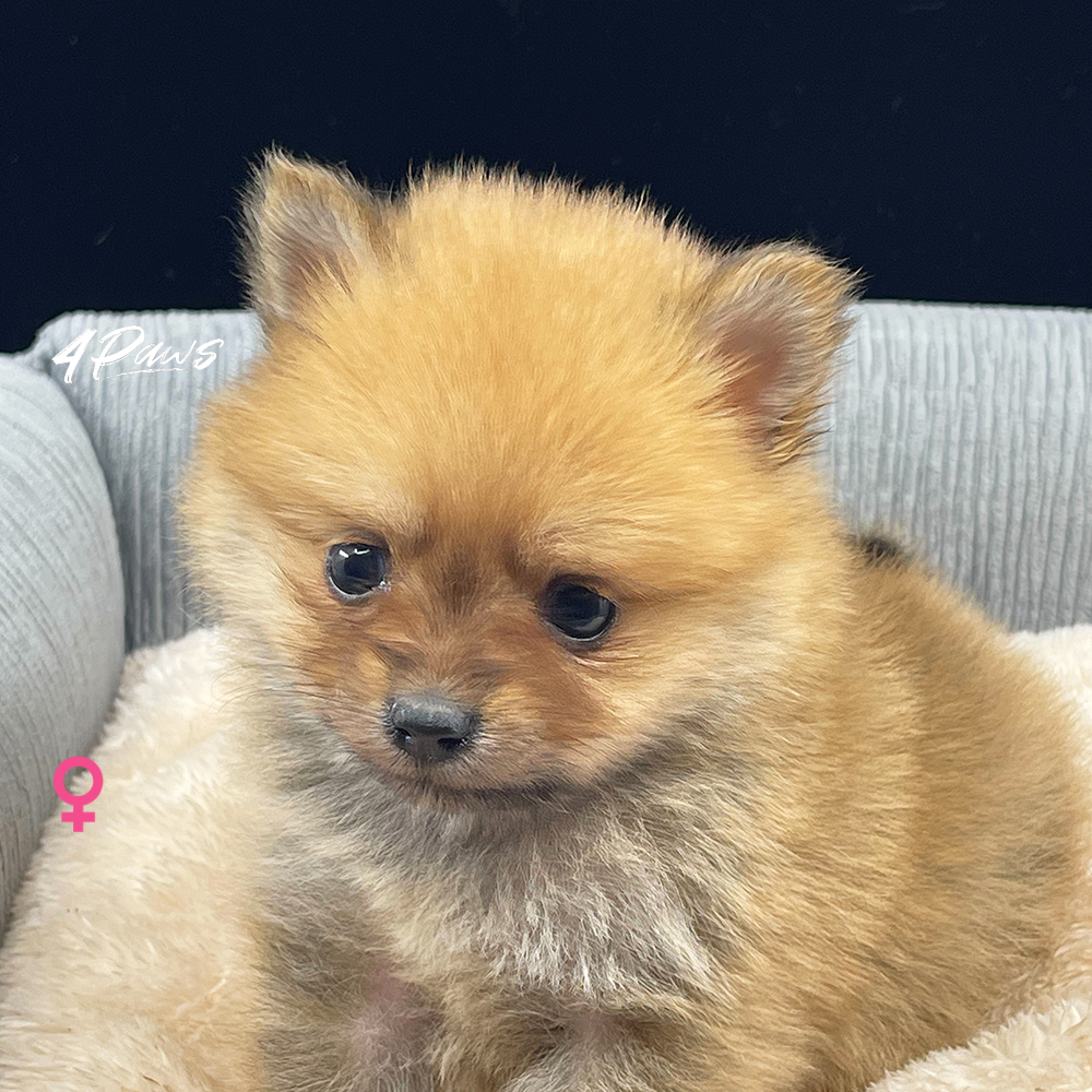 まだまだ成長途中！（※販売終了）